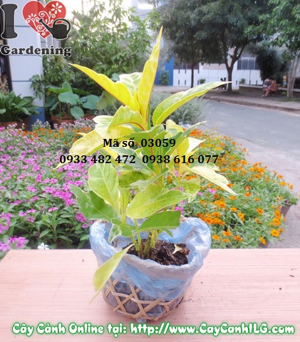 cay la mau bong