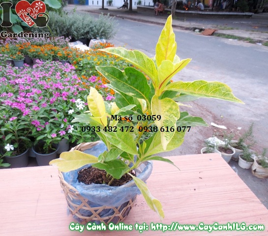cay la mau bong