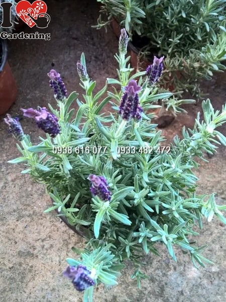 cay hoa lavender phap