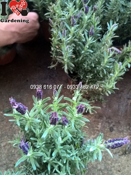 cay hoa lavender phap