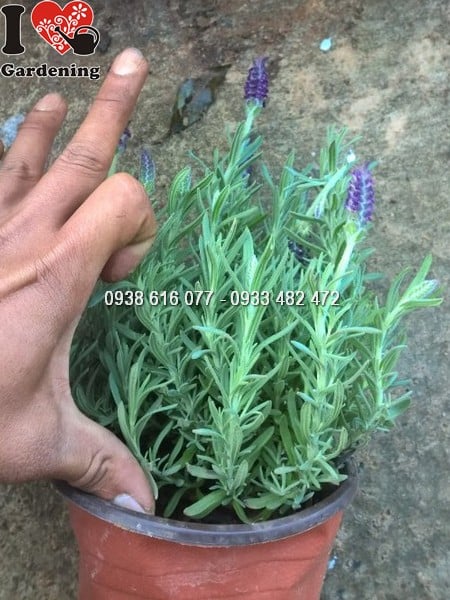 cay hoa lavender phap