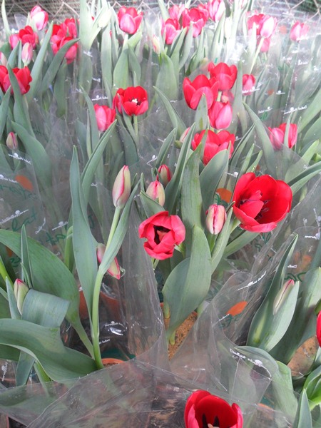 cay hoa tulip