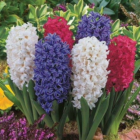 CỦ GIỐNG HOA TIÊN ÔNG MIX MÀU – Siêu Thị Hạt Giống Cung Cấp Hạt Giống Nhập Khẩu Uy Tín Chất Lượng Toàn Quốc.