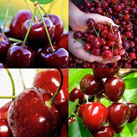 Mẹ bầu ăn quả cherry rất tốt cho thai kỳ, tuy nhiên cần lưu ý những điều này kẻo mang hại? - ảnh 1