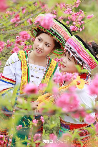 hoa đào ngày tết 2