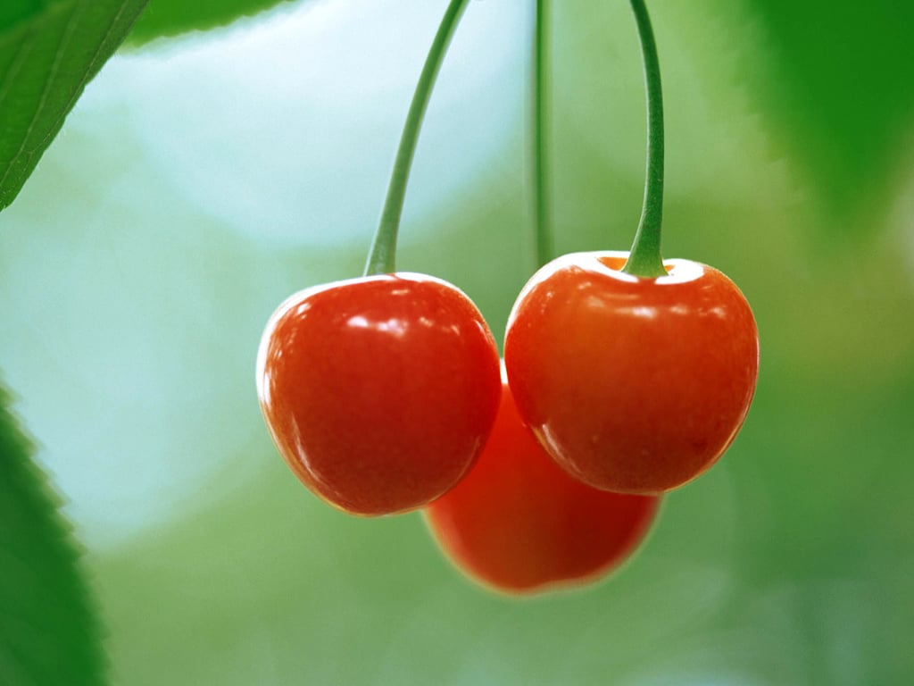Cùng ngắm nhìn vẻ đẹp mềm mại và ngọt ngào của trái Cherry trong bức ảnh tuyệt đẹp này. Màu sắc đỏ tươi sáng tạo nên một khung cảnh thật sự tuyệt vời.