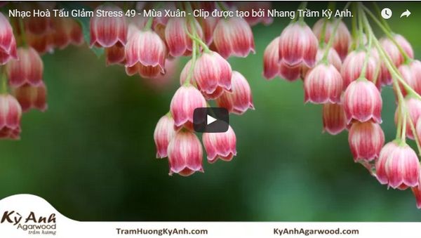 Nhạc Hoà Tấu GIảm Stress 49 - Mùa Xuân - Clip được tạo bởi Nhang Trầm Kỳ Anh.