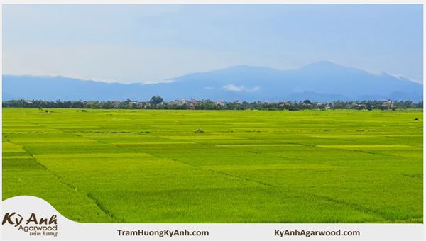 Nhạc Thiền Phật Giáo 68 - Đồng Xanh