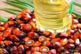 Dầu cọ (Palm oil)