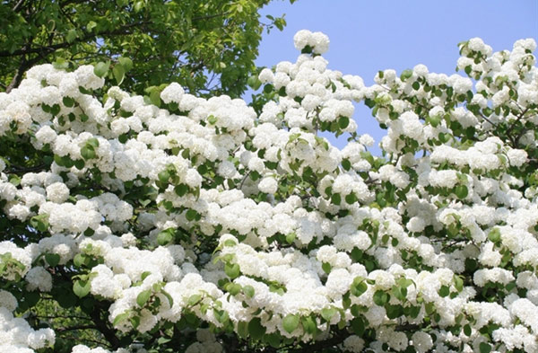 mùa hoa trắng ‘gây thương nhớ’ trên khắp việt nam 