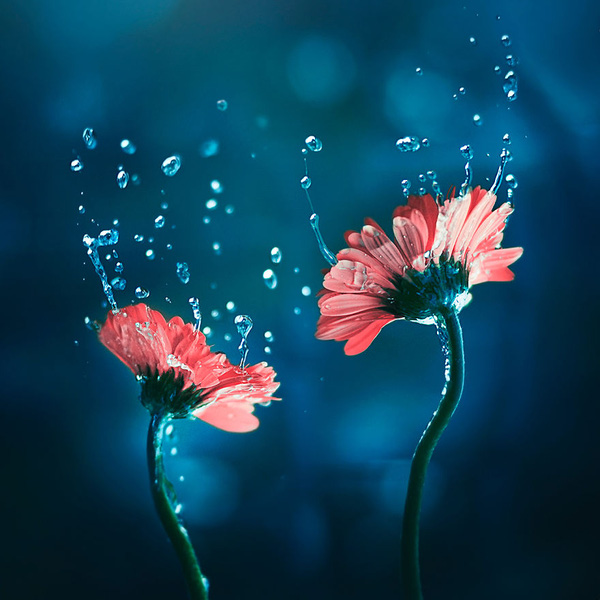 Bộ ảnh vũ điệu loài hoa tuyệt đẹp dành cho người yêu thiên nhiên