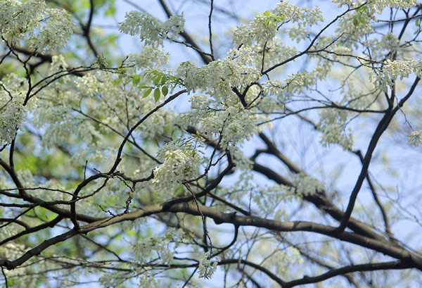 mùa hoa trắng ‘gây thương nhớ’ trên khắp việt nam 
