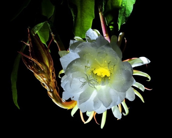 hoa quỳnh – Loài hoa chỉ nở vào ban đêm?