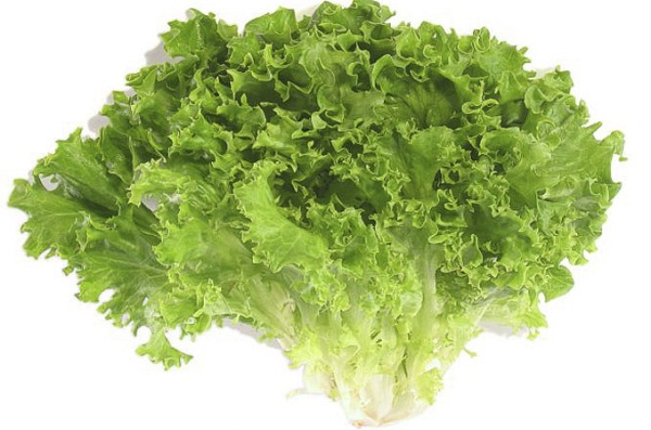 xà lách thủy canh