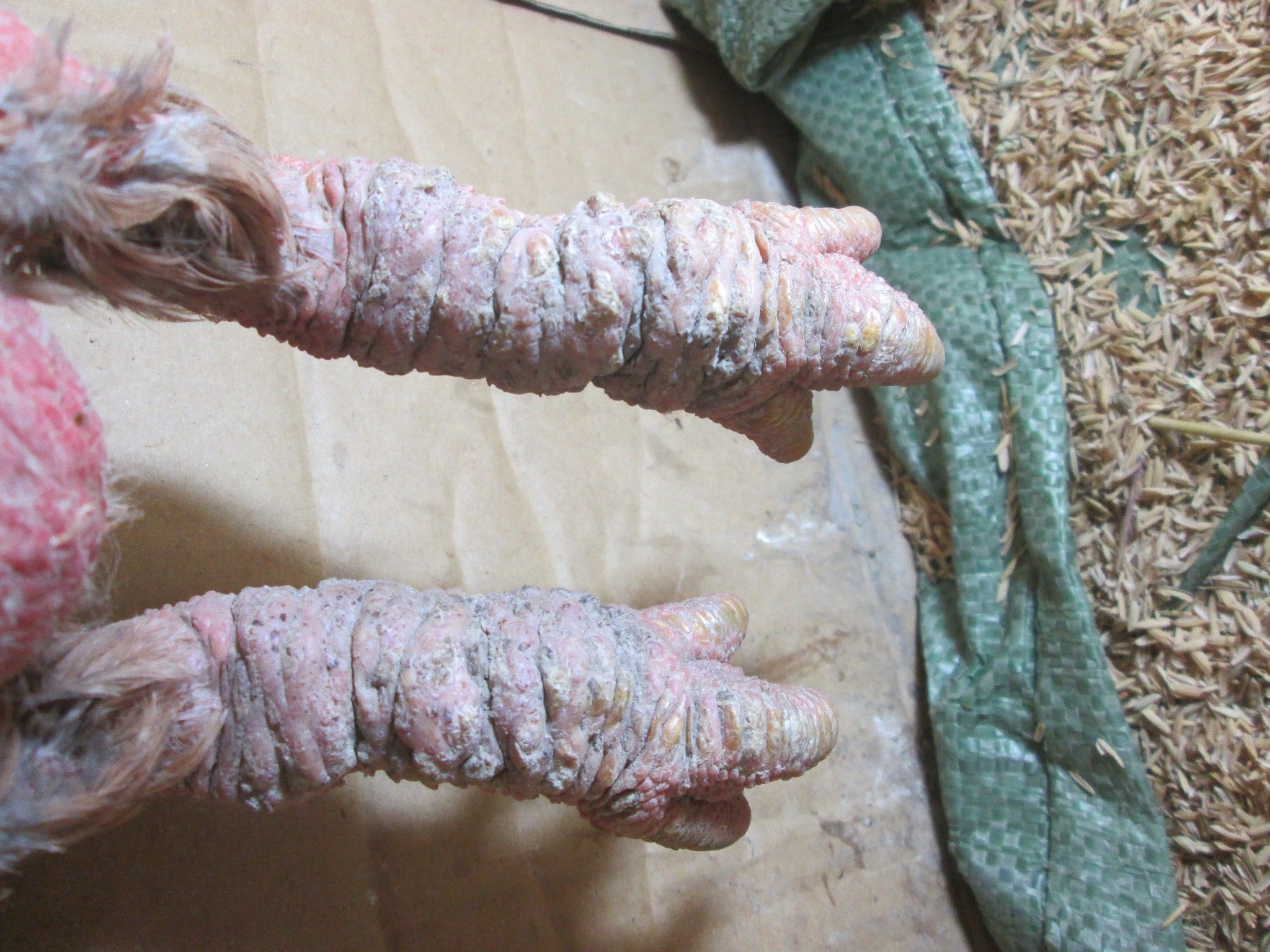 Gà Đông Tảo khủng biếu tết 2015 - 8