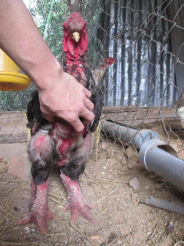 Gà Đông Tảo khủng biếu tết 2015 - 5