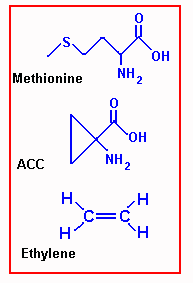 ethylen vòng