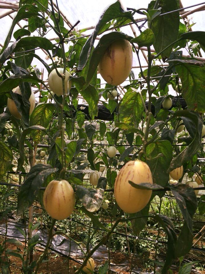 Hướng dẫn trồng và chăm sóc dưa pepino tại nhà