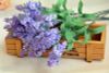 Hoa lavender vải