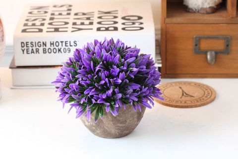 Chậu cỏ lan thảo