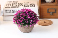 Chậu cỏ lan thảo