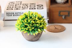 Chậu cỏ lan thảo