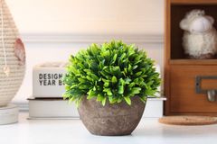 Chậu cỏ lan thảo