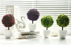 Chậu cây nhựa tròn