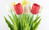 Hoa Tulip PU