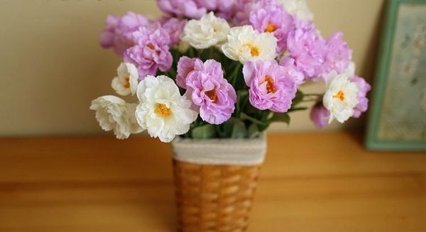 Hoa mi mi hàn quốc