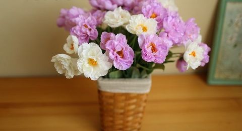 Hoa mi mi hàn quốc