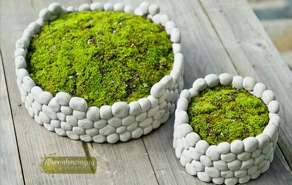 Chậu sỏi trồng cây