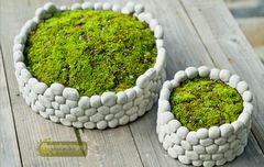 Chậu sỏi trồng cây