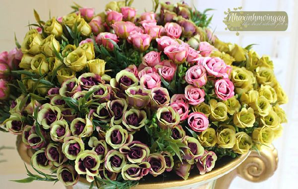 Hoa hồng hàn quốc