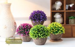 Chậu cỏ lan thảo