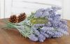 Hoa lavender tuyết thân cỏ