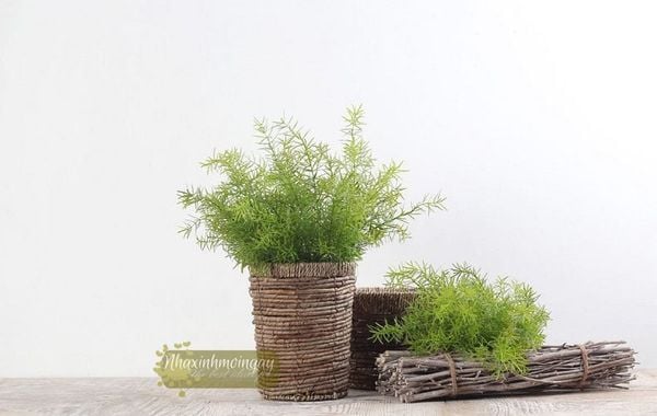 Cỏ thiên môn đông