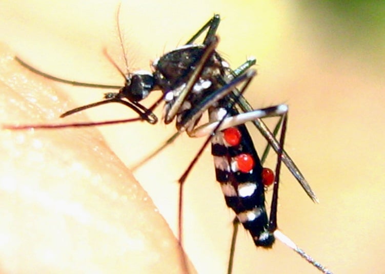 Mẹo đuổi muỗi “nhỏ mà có võ” phòng tránh virut Zika nguy hiểm cho cả nhà