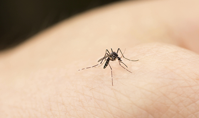 Không hại da với cách chống muỗi từ những nguyên liệu tự nhiên